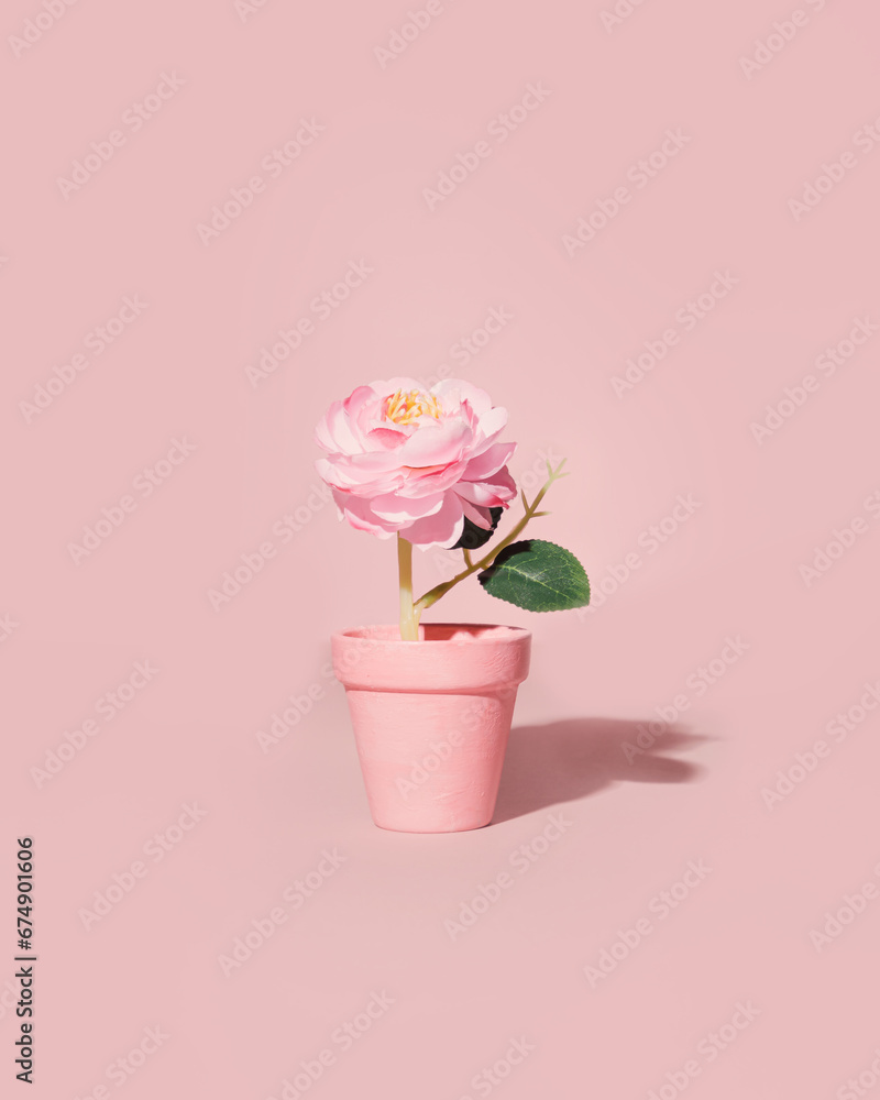 Creative pastel pink floral arrangement. Potted peony flowers, minimal gardening concept. Creative pastel pink floral arrangement. Potted peony flowers, minimal gardening concept.