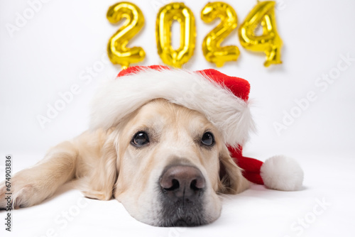 Dog with balloons 2024 for new year. Golden retriever for Christmas kt;bn on white background with golden balloons. Postcard with space for text for new year with pet.