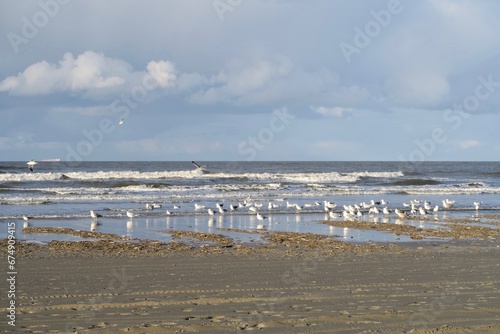 M  wen  Larinae  stehen im Sp  lsaum der Nordsee auf der niederl  ndischen Nordseeinsel Schiermonnikoog.