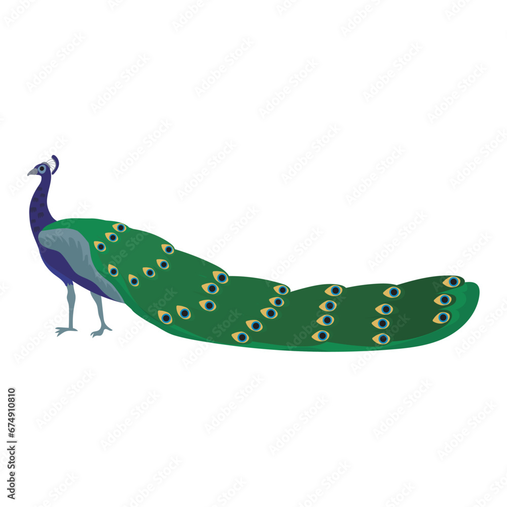 Isolated colored peacock bird animal Vector