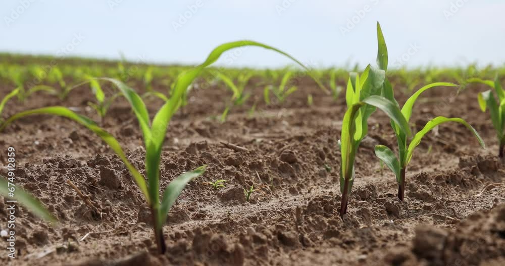 green corn sprouts in the spring season, an agricultural field where corn is grown green corn sprouts in the spring season, an agricultural field where corn is grown