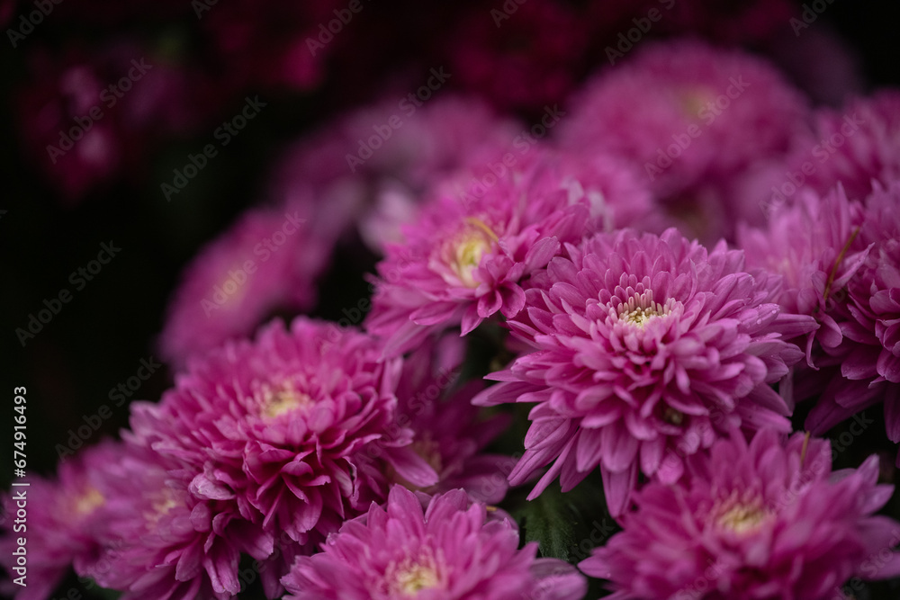 Closeup of purple chrysanthemums Closeup of purple chrysanthemums