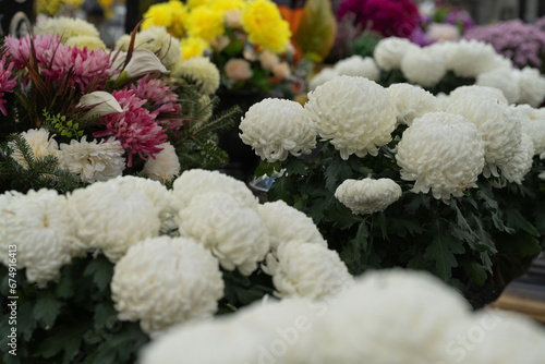 chrysanthemums on the grave on All Saints' Day