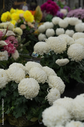 chrysanthemums on the grave on All Saints' Day
