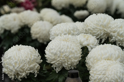 chrysanthemums on the grave on All Saints' Day