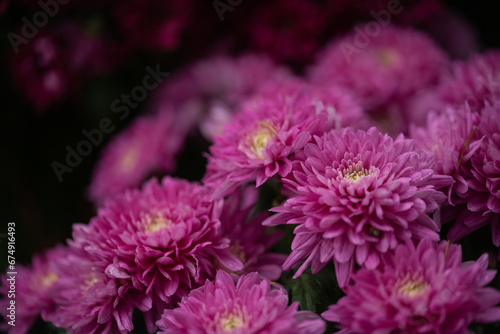 Closeup of purple chrysanthemums