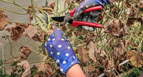 Women's gloved hands cut off dried cucumber stalks with a pruner