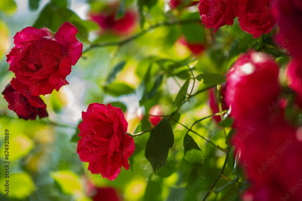 A climbing red rose is partly in focus, partly defocused. Rose flowers and leaves on a sunny day. A climbing red rose is partly in focus, partly defocused. Rose flowers and leaves on a sunny day.