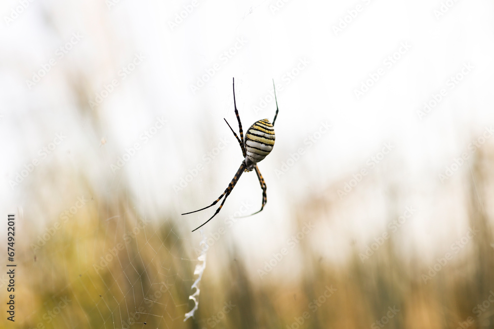 Wasp Spider: A Natural Wonder, Argiope bruennichi Wasp Spider: A Natural Wonder, Argiope bruennichi