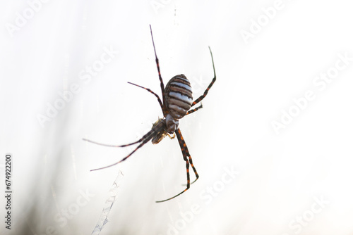 Wasp Spider: A Natural Wonder, Argiope bruennichi