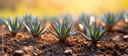 Fényképezés Agave seeds placed on small agave plants grown in a nursery for the production o