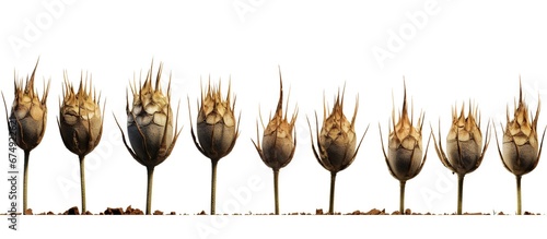 Agave seeds placed on small agave plants grown in a nursery for the production of mezcal, a traditional Mexican drink produced in Oaxaca in southern Mexico photo