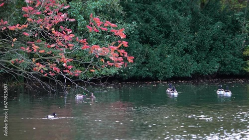 swans on the lake autumn