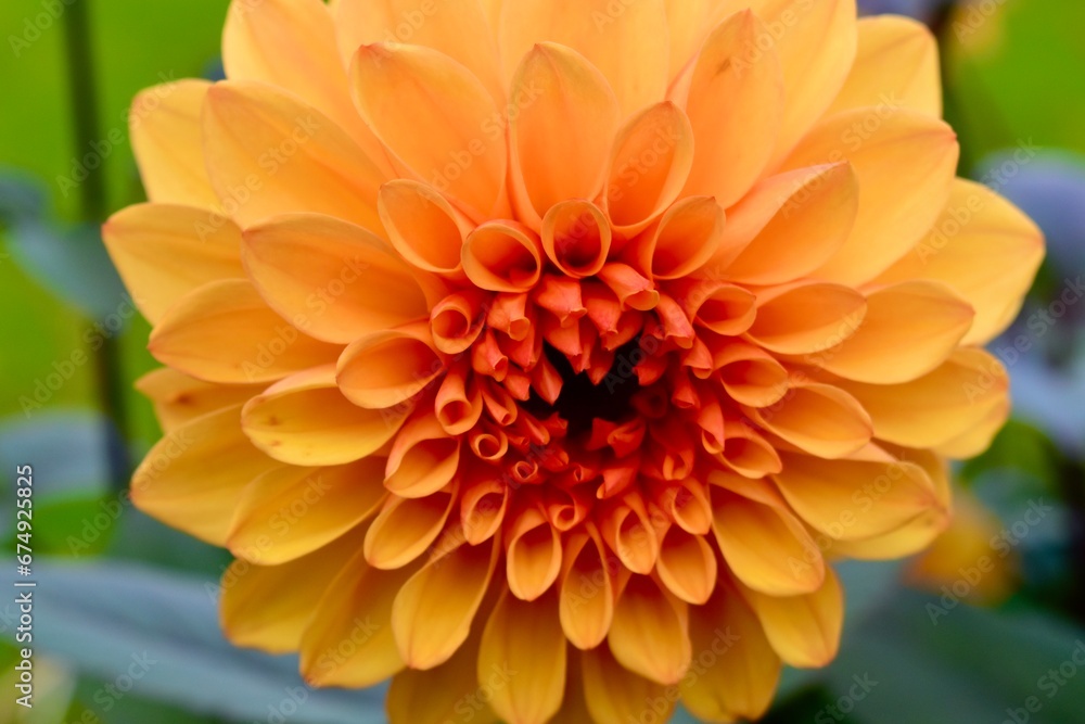 Close-up of an orange dahlia flower Close-up of an orange dahlia flower