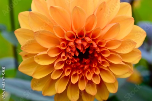 Close-up of an orange dahlia flower