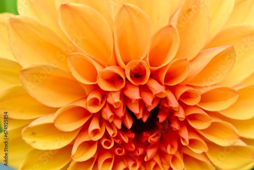 Close-up of an orange dahlia flower petals