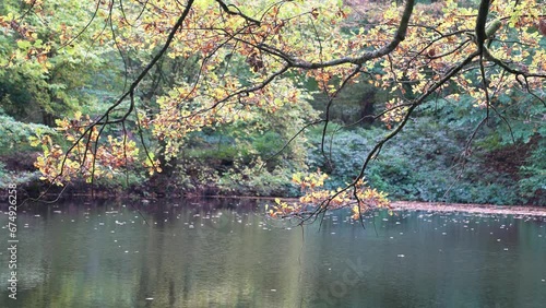 reflection of trees in the water