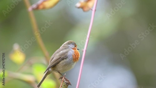 robin on a branch