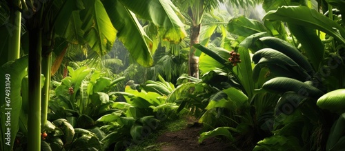 In the lush tropical forest the green leaves of the trees create a vibrant background as they sway in the wind while fruits and crops thrive in abundance showcasing the healthy wonders of n