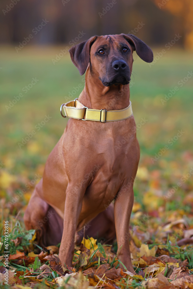 Cute Rhodesian Ridgeback dog with a yellow collar posing outdoors sitting on a green grass with fallen maple leaves in autumn