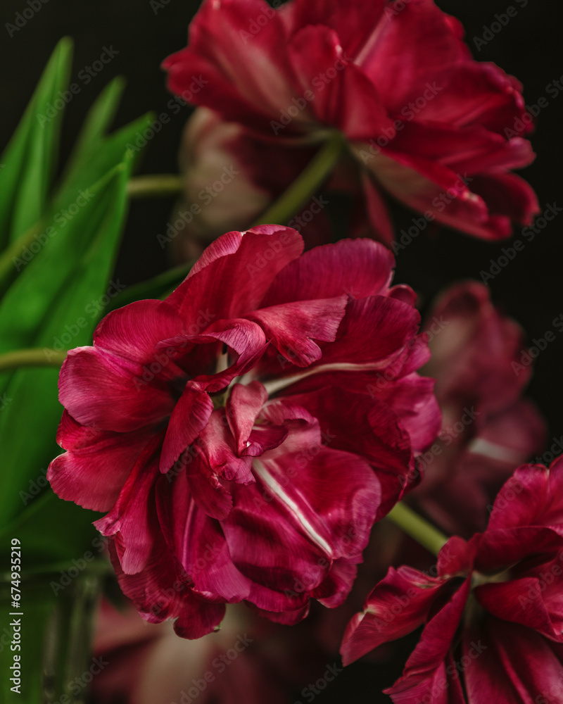 bouquet of dark red lilac tulips in glass vase on dark background. flower bouquet in vase on table. Gift interior decoration. florist, decorator. Flower shop. bouquet of dark red lilac tulips in glass vase on dark background. flower bouquet in vase on table. Gift interior decoration. florist, decorator. Flower shop.