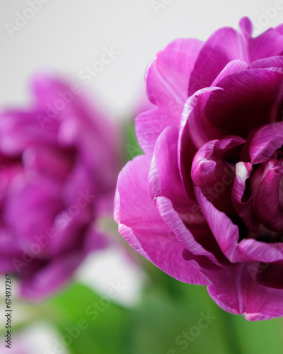 Fototapeta Naklejka Na Ścianę i Meble -  Close up of bouquet of dark red lilac tulips in glass vase on light background. flower bouquet in vase on table. Gift interior decoration. florist, decorator. Flower shop.