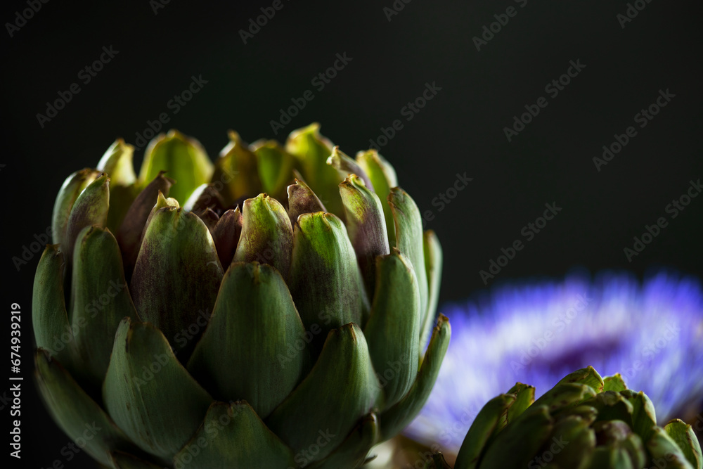 Obraz premium Closeup of fresh green artichoke vegetable growing in garden on blurred background. Artichokes on a dark background. Copy space.