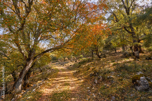 Los Calares del Mundo y de la Sima natural park. Autumn forest landscape. View of autumn leaves. In Riopar, Albacete province, Castilla la Mancha community, Spain