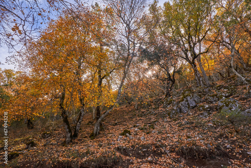 Los Calares del Mundo y de la Sima natural park. Autumn forest landscape. View of autumn leaves. In Riopar, Albacete province, Castilla la Mancha community, Spain.