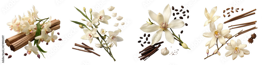 Vanilla pods and orchid flower  Hyperrealistic Highly Detailed Isolated On Transparent Background Png File - obrazy, fototapety, plakaty 