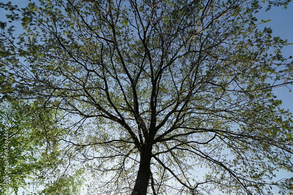 Baum Baum