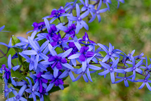 Purple wreath vine or queen's wreath vine flower, Petrea volubilis, Mauritius