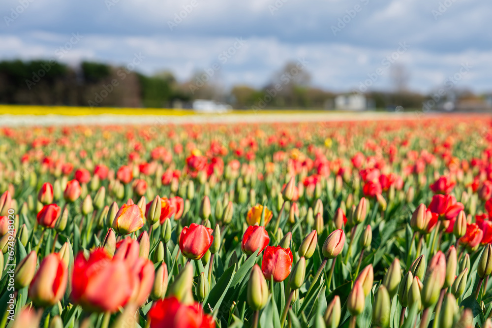 Amazing blooming colorful Tulip. Beautiful red tulip flowers growing in field. Dutch landscape in the Netherlands