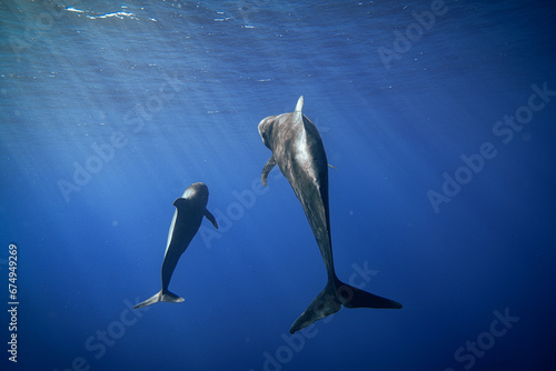 Pilot Whales in Hawaii 