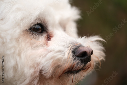 Close up of Bichon Frisé