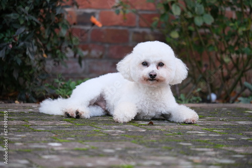 Bichon Frisé sat in garden