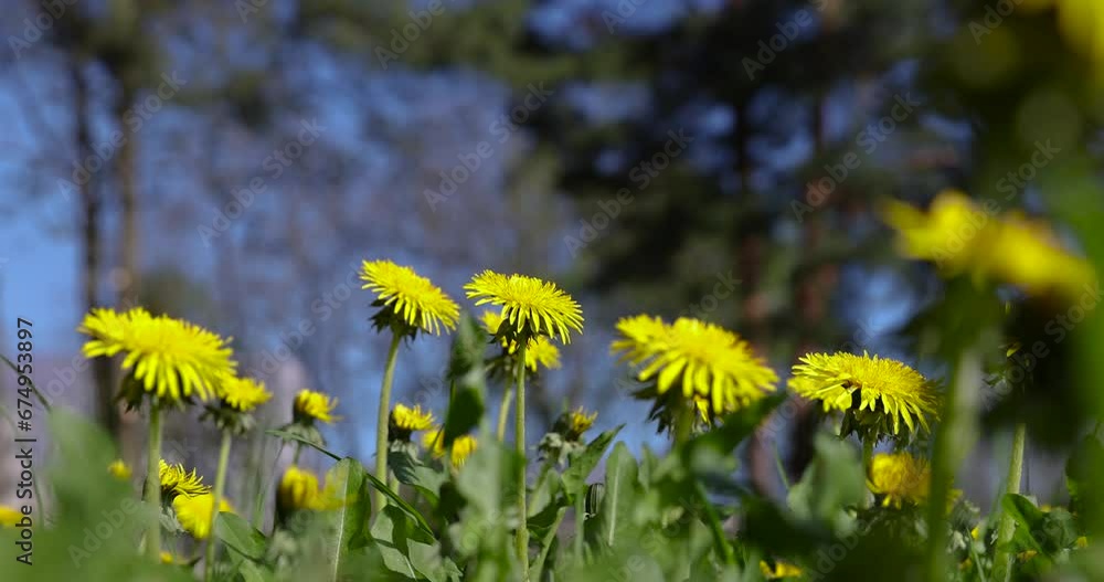 spring yellow dandelions in sunny weather, close-up of yellow dandelions spring yellow dandelions in sunny weather, close-up of yellow dandelions