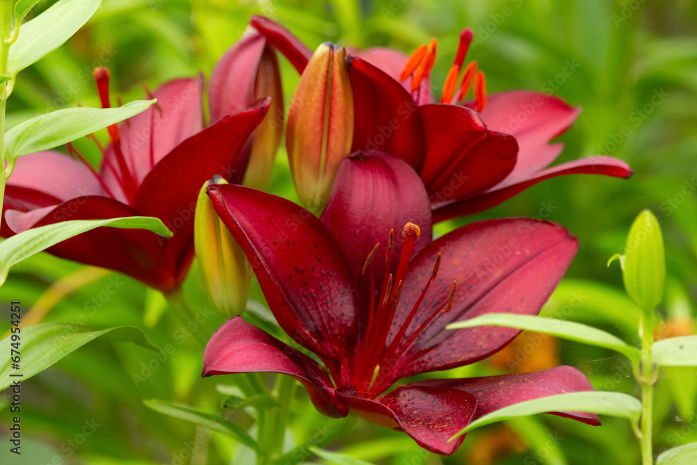 Dark red asiatic lily flowers growing in the garden.
