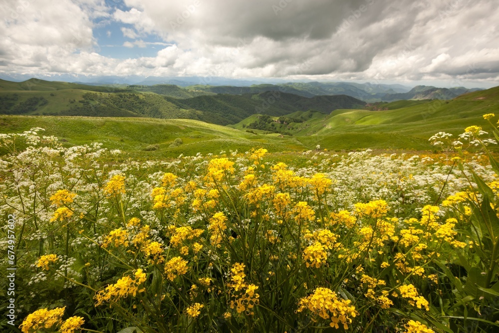 A beautiful natural summer panoramic landscape field with wild flowers.