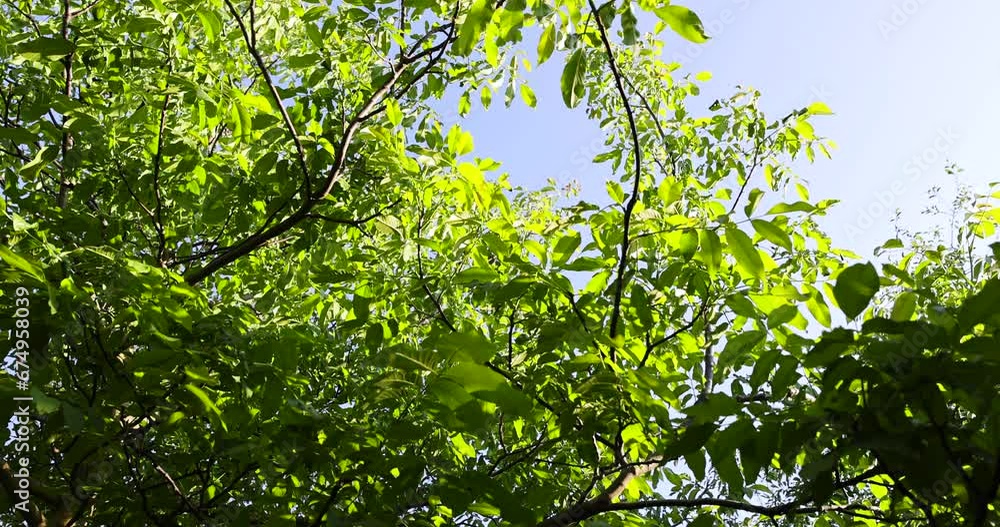 green walnut foliage in the spring season after flowering, the first beautiful and clean walnut foliage in sunny weather green walnut foliage in the spring season after flowering, the first beautiful and clean walnut foliage in sunny weather