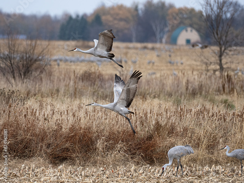 sandhill cranes spread their wings and takeoff from a corn field on an autumn day during migration in Minnesota