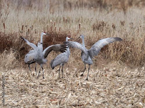 sandhill cranes spread their wings and takeoff from a corn field on an autumn day during migration in Minnesota
