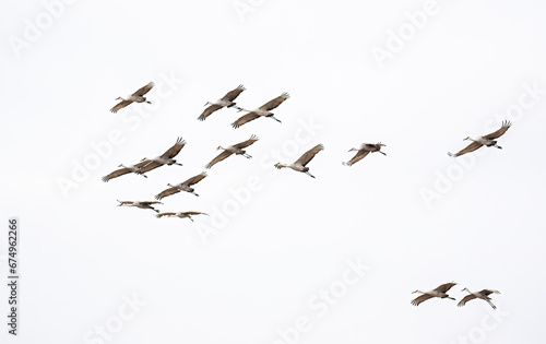 Sandhill cranes with sings spread wide fly high in the sky during the autumn migration through Minnesota photo