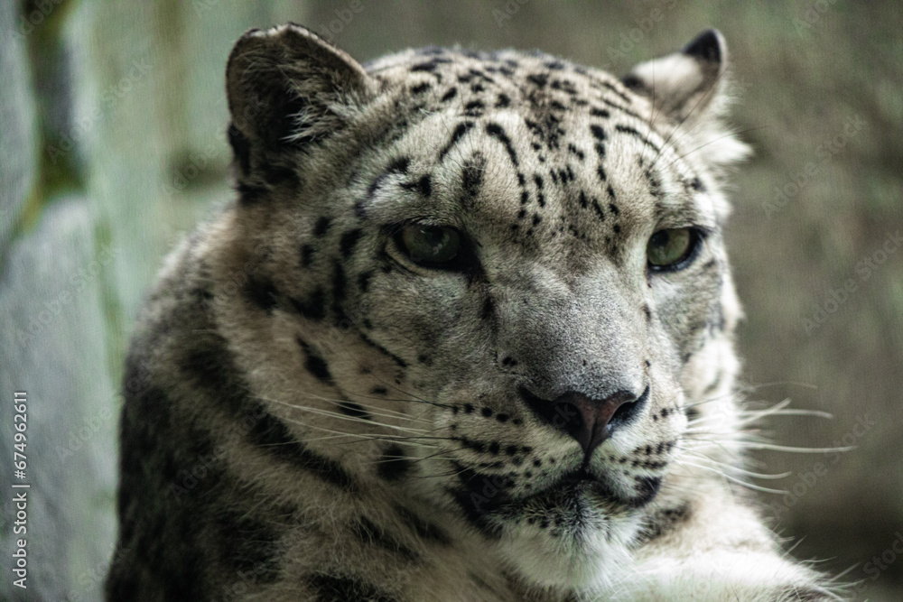 Big white Snow leopard lies with piercing yellow eyes Big white Snow leopard lies with piercing yellow eyes
