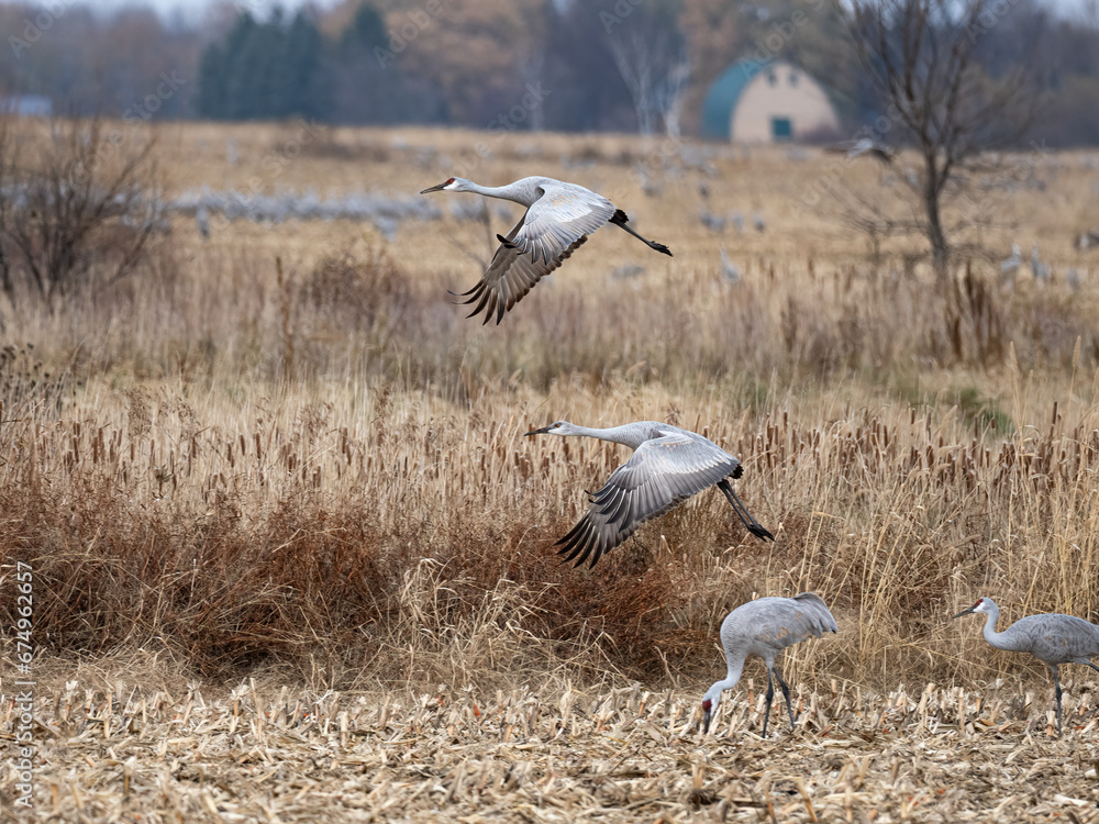 sandhill cranes spread their wings and takeoff from a corn field on an autumn day during migration in Minnesota