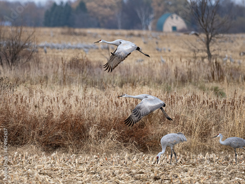 sandhill cranes spread their wings and takeoff from a corn field on an autumn day during migration in Minnesota