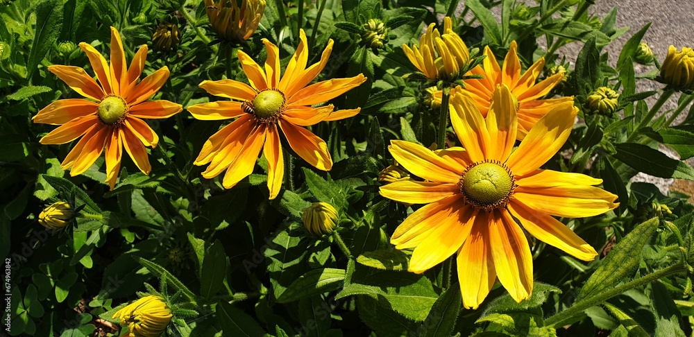 Yellow flower rudbeckia hirta or rudbeckia fulgida. Panorama. Yellow flower rudbeckia hirta or rudbeckia fulgida. Panorama.