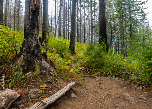 Fotografie New Growth in Wild Fire Damaged Forest on The Multnomah-Wahkeena Loop Trail, Col