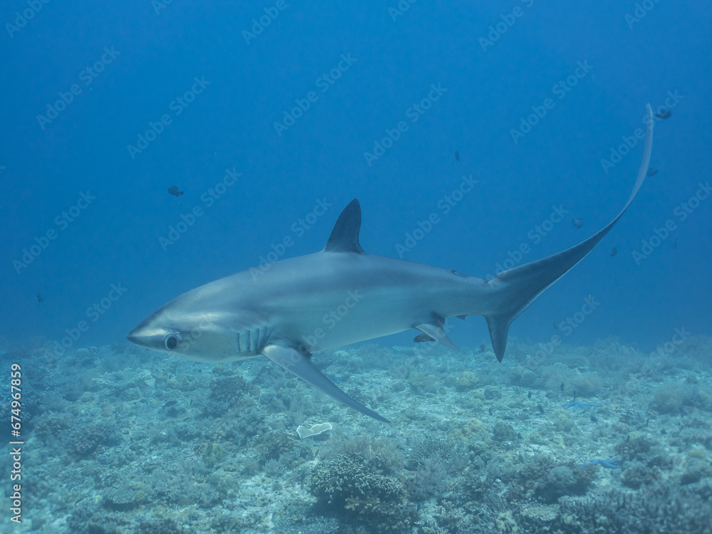 Obraz premium Thresher Shark