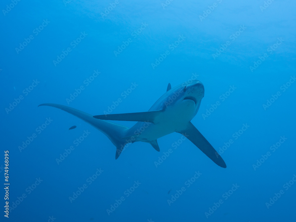 Naklejka premium Thresher Shark